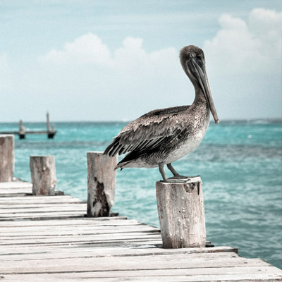 手机号轰在线轰炸免费下载